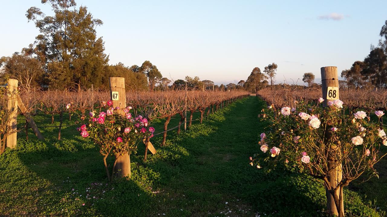Emma'S Cottage Vineyard Lovedale Exterior photo